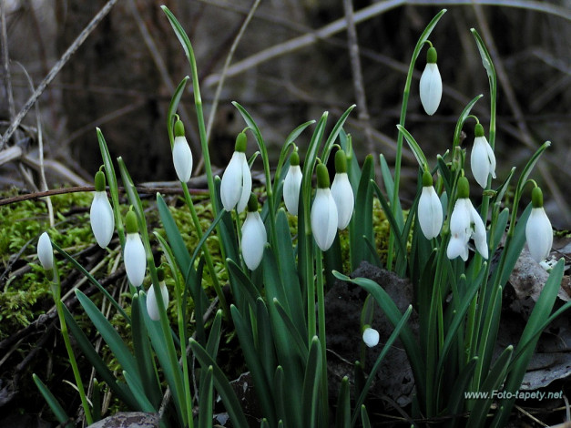 Обои картинки фото подснежники, цветы, белоцветник