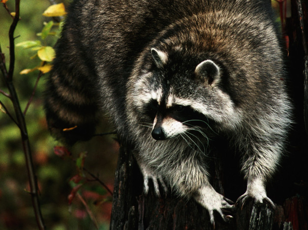 Обои картинки фото животные, еноты