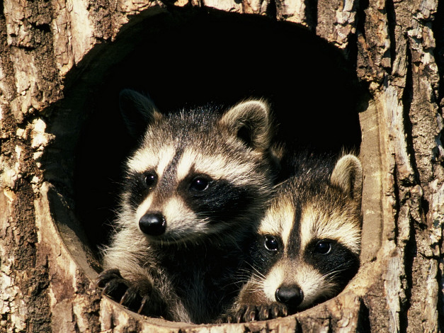 Обои картинки фото животные, еноты