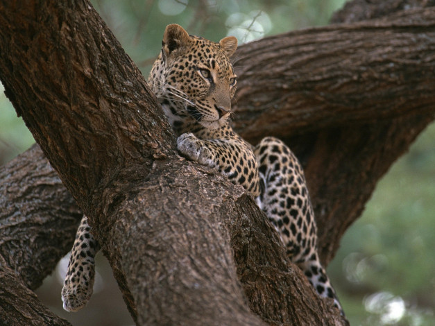 Обои картинки фото животные, леопарды