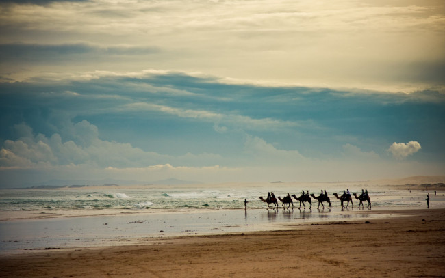 Обои картинки фото животные, верблюды