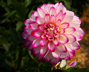 Картинка цветы георгины темный фон