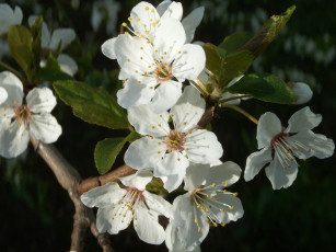 Картинка цветы цветущие деревья кустарники ветка листья