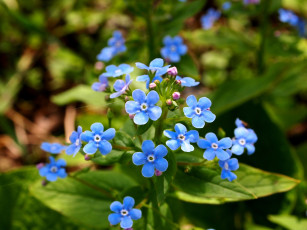 Картинка цветы незабудки макро