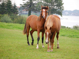 Картинка животные лошади пастбище