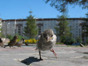 Картинка животные воробьи птенец