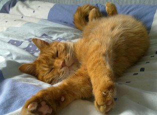 Картинка животные коты рыжий