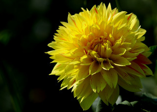 Картинка цветы георгины темный фон