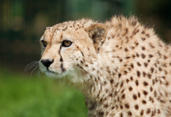 Картинка животные гепарды гепард смотрит морда