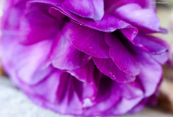 обоя цветы, ранункулюс, азиатский, лютик, лепестки, лютики, макро