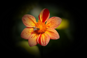 Картинка цветы георгины лепестки