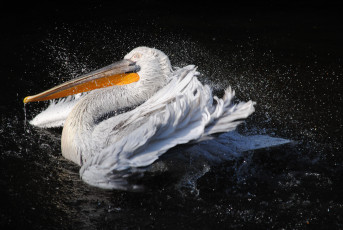 Картинка животные пеликаны вода брызги