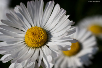 Картинка цветы ромашки й ц у к ен г ш щ з х ф ы в а п макро