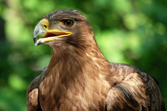 Картинка животные птицы хищники клюв