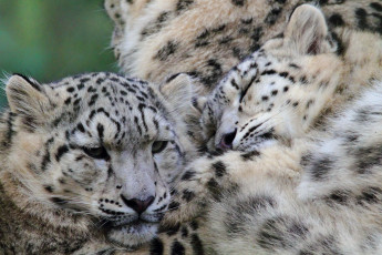 Картинка животные снежный барс ирбис дремлет усы кошки морда