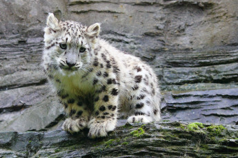 Картинка животные снежный барс ирбис котёнок