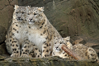 Картинка животные снежный барс ирбис любопытство семья