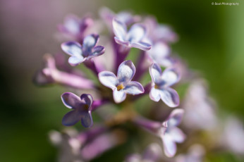 Картинка цветы сирень макро