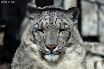 Картинка животные снежный барс ирбис морда дремлет усы