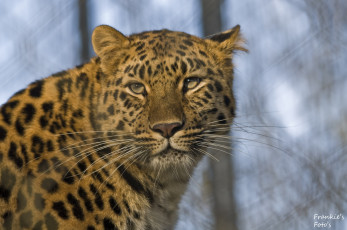 Картинка животные леопарды морда усы леопард