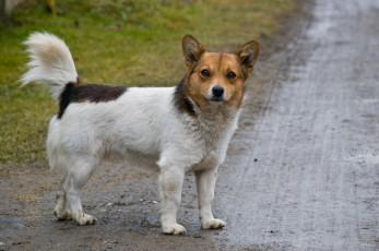 Картинка животные собаки пес