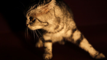 Картинка животные коты глаз