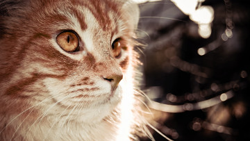 Картинка животные коты морда