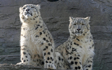Картинка животные снежный барс ирбис любопытство пара