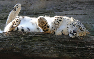 Картинка животные снежный барс ирбис смотрит валяется