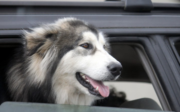 Картинка животные собаки собака