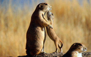 Картинка животные суслики сурки