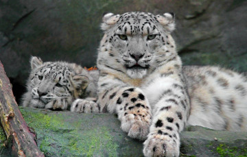 Картинка животные снежный барс ирбис мама котёнок лапа