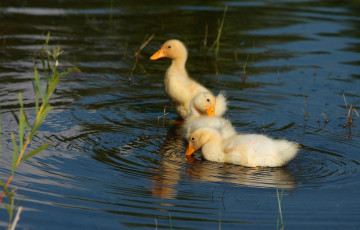 Картинка животные утки утята