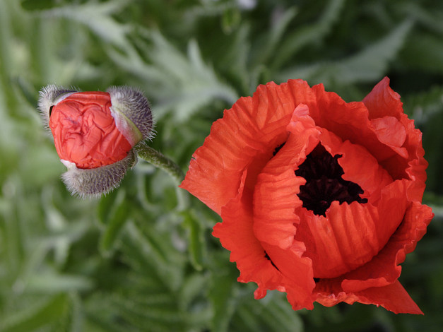 Обои картинки фото цветы, маки, листья