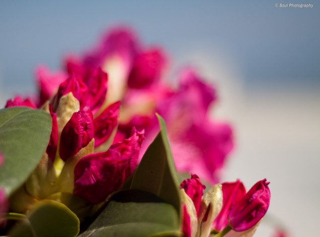 Обои картинки фото цветы, цветущие, деревья, кустарники, макро, лепестки