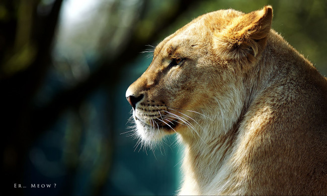 Обои картинки фото животные, львы, хищник