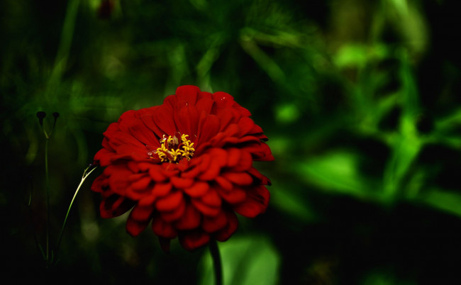 Обои картинки фото цветы, цинния, зелень