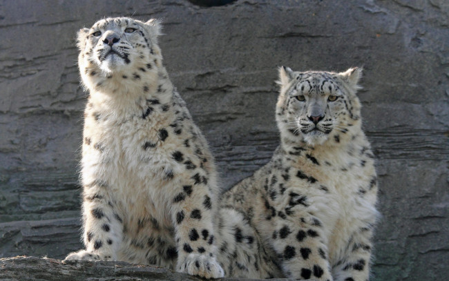 Обои картинки фото животные, снежный, барс, ирбис, любопытство, пара