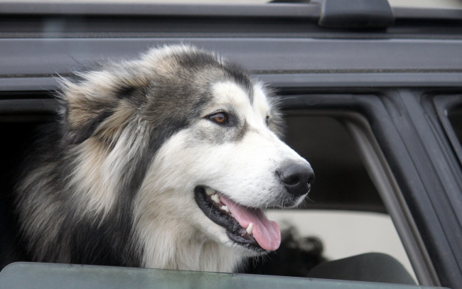 Обои картинки фото животные, собаки, собака