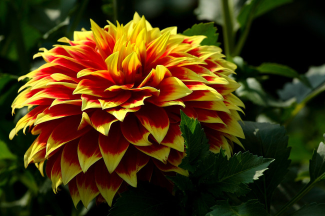 Обои картинки фото цветы, георгины, лепестки