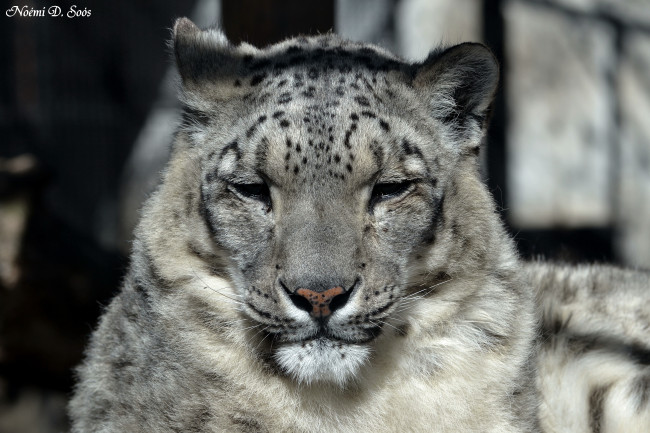 Обои картинки фото животные, снежный, барс, ирбис, морда, дремлет, усы