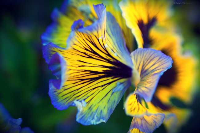 Обои картинки фото цветы, анютины, глазки, садовые, фиалки, лепестки, макро