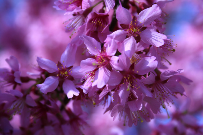 Обои картинки фото цветы, цветущие, деревья, кустарники