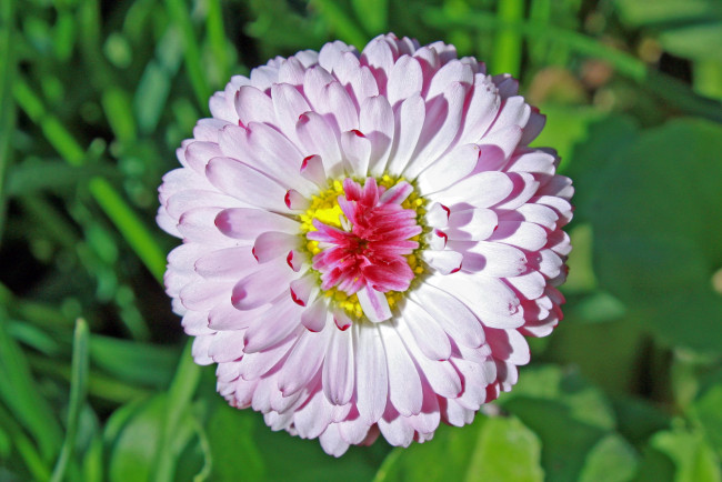 Обои картинки фото цветы, маргаритки