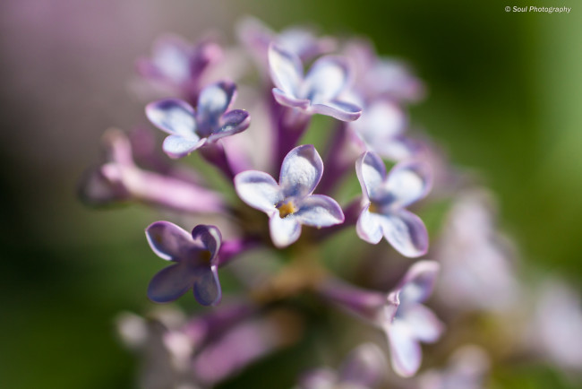 Обои картинки фото цветы, сирень, макро