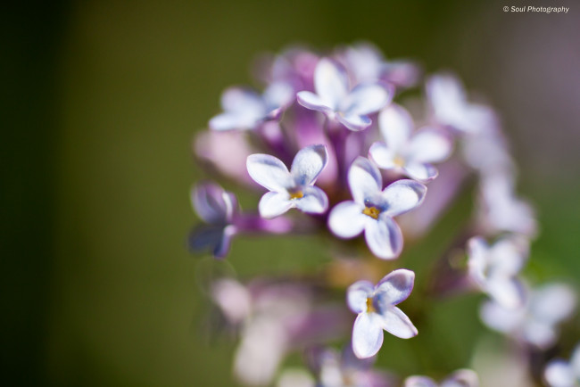 Обои картинки фото цветы, сирень, макро, весна