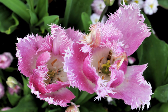 Обои картинки фото цветы, тюльпаны