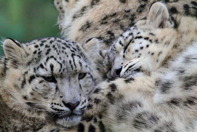 Обои картинки фото животные, снежный, барс, ирбис, дремлет, усы, кошки, морда