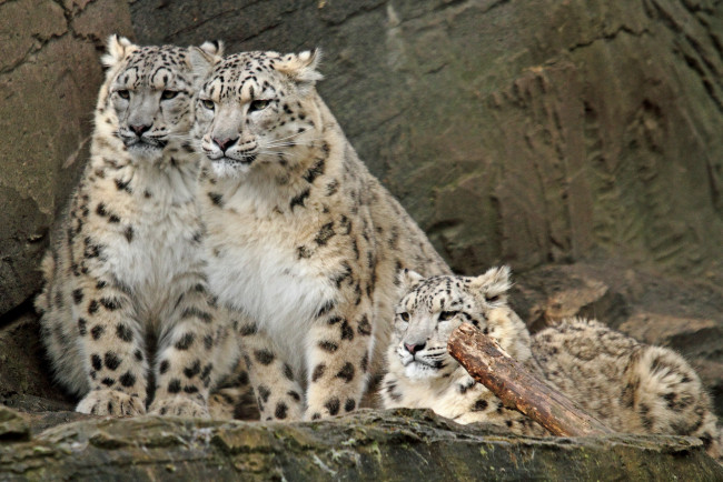 Обои картинки фото животные, снежный, барс, ирбис, любопытство, семья