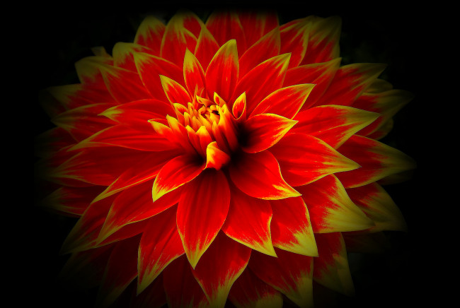 Обои картинки фото цветы, георгины, лепестки